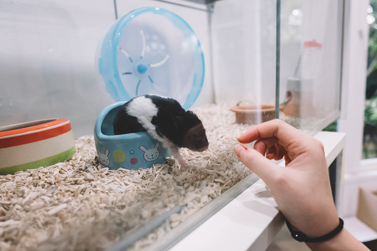 Waar wil jouw hamster gaan leven? Kan dat in een kooi, of is een aquarium ook geschikt? Overweeg de voor- en nadelen van beide opties om de beste leefomgeving voor je huisdier te creëren.