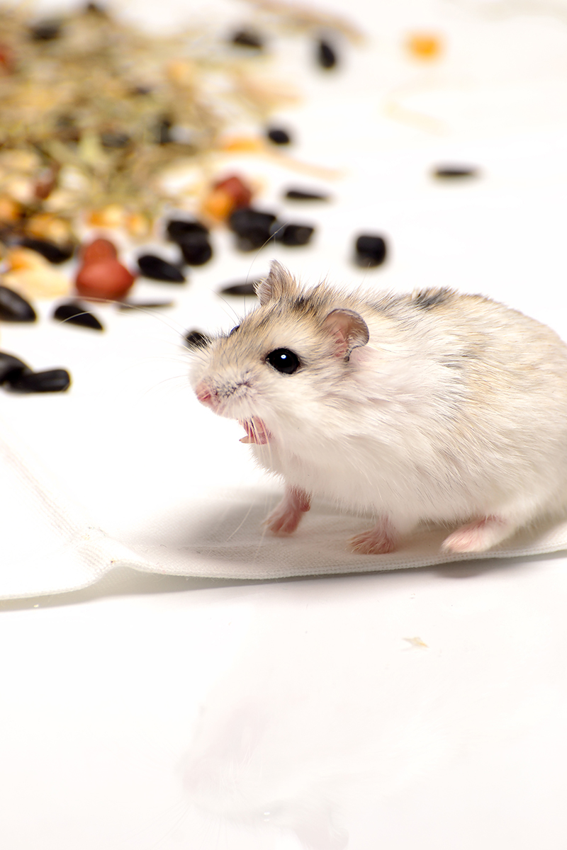 Welk voer kun je aan je hamster voeren?